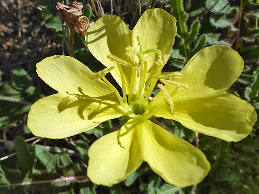 Yellow-Flower Desert Evening-Primrose; Oenothera primiveris ssp primiveris, Cochise Stronghold, Arizona