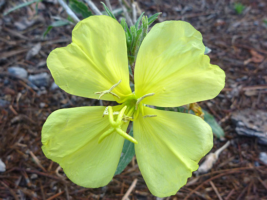 Hairy Evening Primrose; Pale yellow flower of hairy evening primrose (oenothera villosa) in Bandelier National Monument, New Mexico