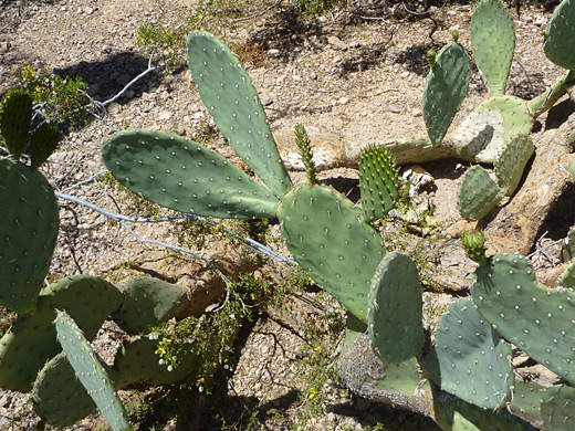 Smooth prickly pear, opuntia laevis