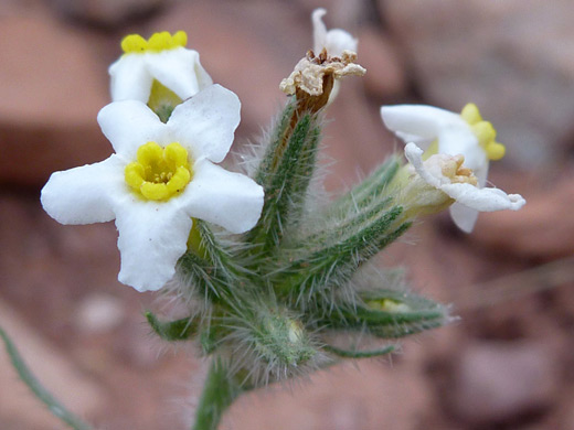 Capitate Perennial Cat's-Eye; Yellow-centered white flowers of oreocarya capitata, along the Grandview Trail, Grand Canyon National Park, Arizona
