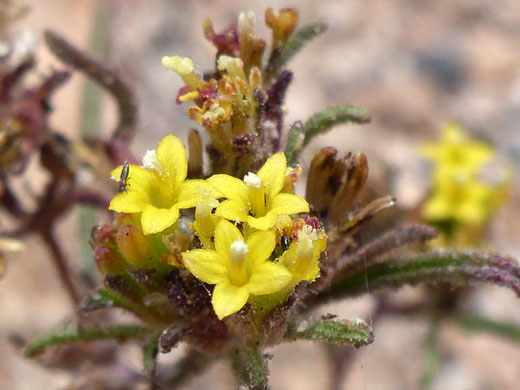 California Mountain Pincushion; Orochaenactis thysanocarpha (california mountain pincushion), Horseshoe Meadows Road, Sierra Nevada, California