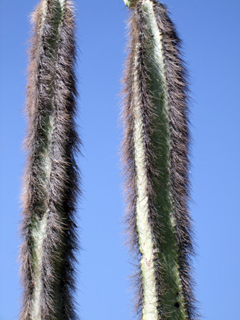Hairy stems of pachycereus schottii