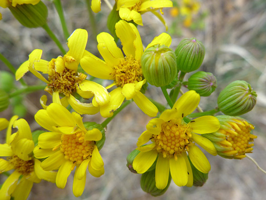 Oak Creek Ragwort; Flower cluster - packera quercetorum along the Thomas Point Trail, Sedona, Arizona