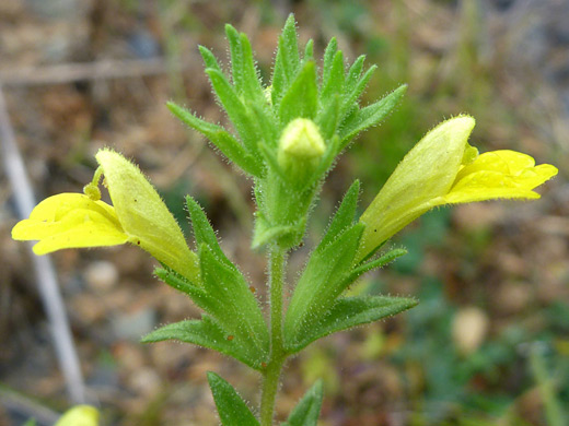 Yellow Glandweed; Parentucellia viscosa, Sisters Rocks State Park, Oregon