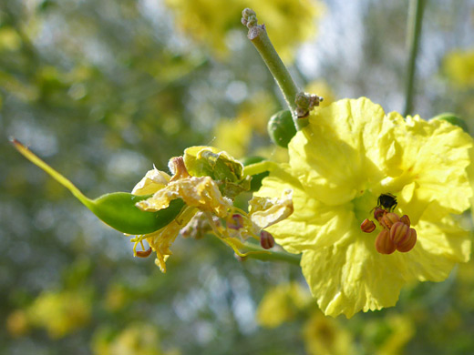 Blue Palo Verde; Yellow flower and green fruit; parkinsonia florida, Usery Mountain Regional Park, Arizona