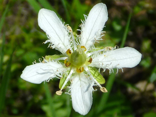Fringed Grass of Parnassus; Fringed petals - the unusual flower of fringed grass of parnassus (parnassia fimbriata), Yellowstone National Park