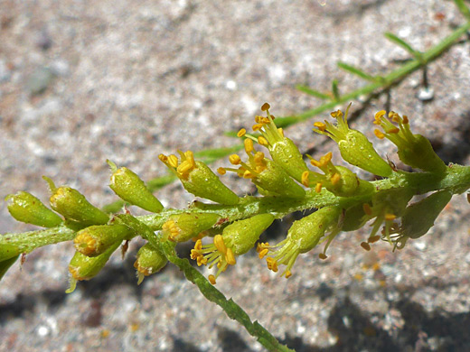Common Dunebroom; Common dunebroom (parryella filifolia), Jasper Forest, Petrified Forest, Arizona