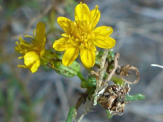 Chinchweed; Pectis papposa (chinchweed), Arrow Canyon, Nevada