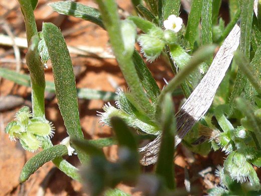 Mixed-Nut Combseed; Pectocarya heterocarpa, Margs Draw Trail, Sedona, Arizona