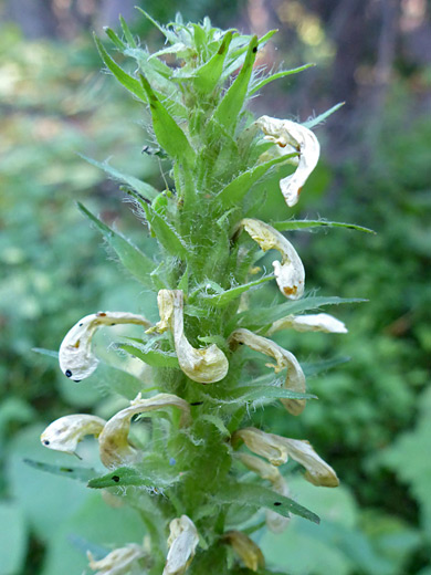 Bracted Lousewort; White flowers - pedicularis bracteosa, Titcomb Basin Trail, Wind River Range, Wyoming