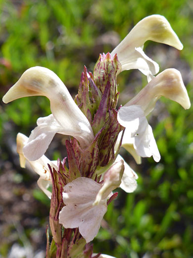 Parry's Lousewort; Pedicularis parryi (parry's lousewort), Trail Point Trail, Boulder Mountain, Utah