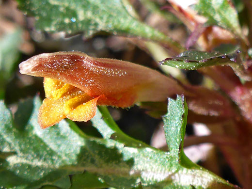 Pinewoods Lousewort; Pinewoods lousewort (pedicularis semibarbata), Cottonwood Lakes Trail, Sierra Nevada, California