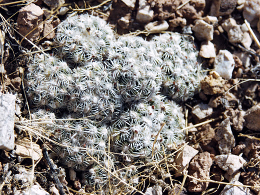 Brady's pincushion cactus, pediocactus bradyi