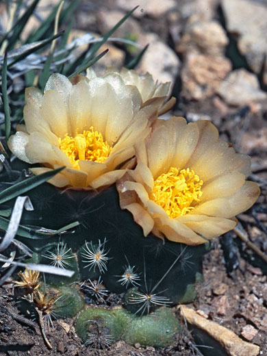 Kaibab pincushion cactus, pediocactus paradinei