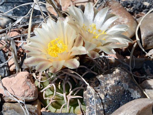 Navajo pincushion cactus, pediocactus peeblesianus