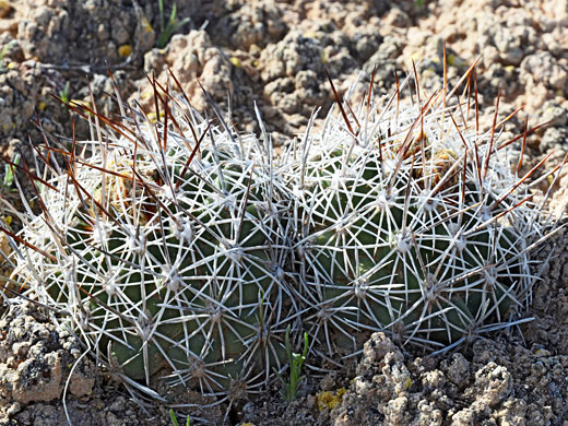 Siler's pincushion cactus, pediocactus sileri