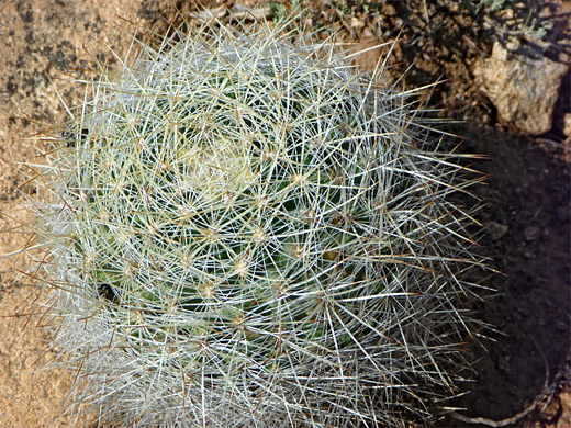 Mountain ball cactus, pediocactus simpsonii