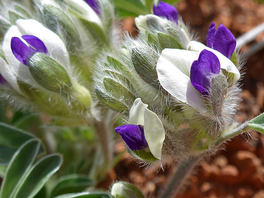 Intermountain Indian Breadroot; White and purple petals, and hairy calyces; pediomelum megalanthum along the Courthouse Butte Trail, Sedona, Arizona