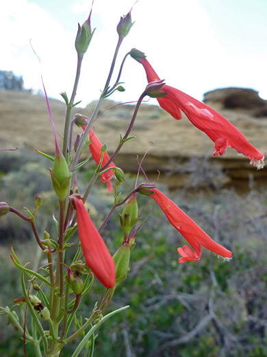 Beardlip Penstemon; Red tubular flowers of beardlip penstemon (penstemon barbatus), along the South Mesa Trail in Chaco Culture NHP, New Mexico
