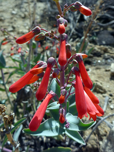 Scarlet Bugler; Elongated flower cluster of penstemon centranthifolius, along the Panorama Trail, Joshua Tree National Park, California