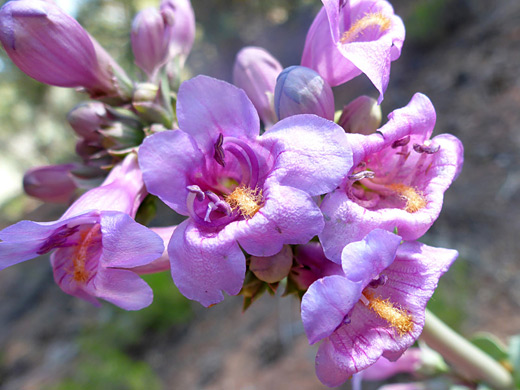 Owens Valley Beardtongue; Pink flowers with hairy staminodes; penstemon confusus, Eagle Crags Trail, near Zion National Park, Utah
