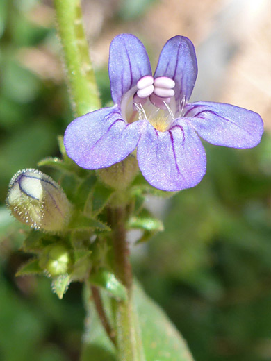 Low Beardtongue; Five-lobed, blue-purple corolla; penstemon humilis, Kolob Arch Trail, Zion National Park, Utah