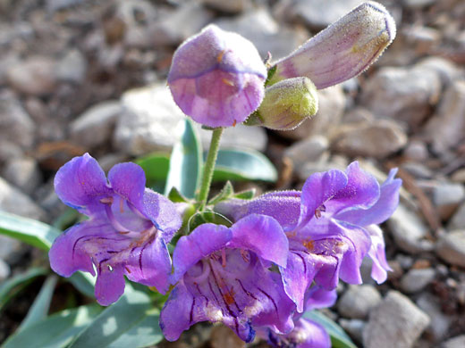 Smoothleaf Penstemon; Penstemon leiophyllus var keckii (smoothleaf penstemon), Mummy Spring Trail, Mt Charleston, Nevada