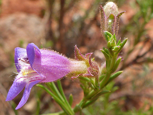 Toadflax Penstemon; Flower and bud of penstemon linarioides, along the Courthouse Butte Trail, Sedona, Arizona