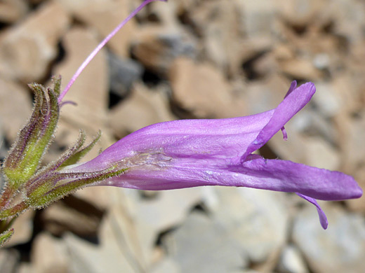 Cord-Root Beardtongue; Hairless purple flower of penstemon montanus, Timpooneke Trail, Mt Timpanogos, Utah