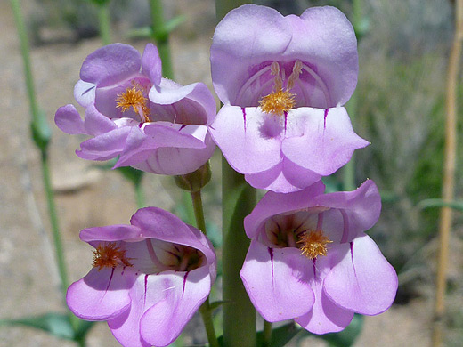 Palmer's Penstemon; Four flowers of Palmers penstemon, near valley of Fire State Park, Nevada