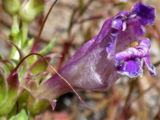 Royal Penstemon; Royal penstemon (penstemon speciosus), Cottonwood Lakes Trail, Sierra Nevada, California