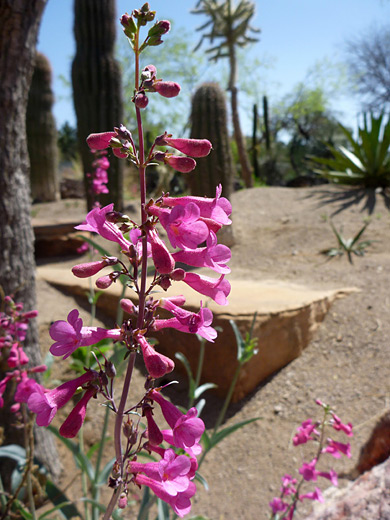 Superb Penstemon; Flower spike of penstemon superbus (superb penstemon), at Ethel M Chocolate Factory and Botanical Cactus Gardens, Las Vegas