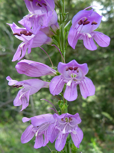 Oneside Penstemon; Penstemon unilateralis along the Mosca Pass Trail in Great Sand Dunes National Park, Colorado