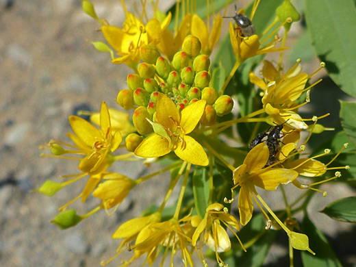 Yellow beeplant; Beeplant (peritoma lutea), White Valley, Utah