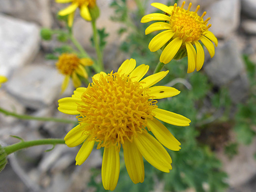 Vasey's Rockdaisy; Perityle vaseyi along the Dome Trail, Big Bend Ranch State Park, Texas