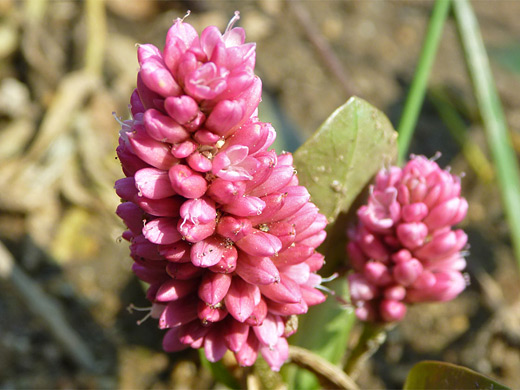 Water Smartweed; Pink flower cluster - persicaria amphibia (water smartweed), Grand Teton National Park