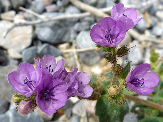 Caltha-Leaved Phacelia; Purple flowers clusters - phacelia calthifolia (caltha-leaved phacelia), along the road to Hole-in-the-Wall, Death Valley