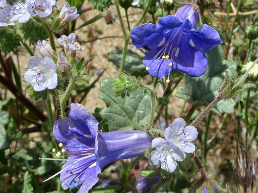 Desert Bluebell; Blue flowers - phacelia campanularia (desert bluebell) at Joshua Tree National Park