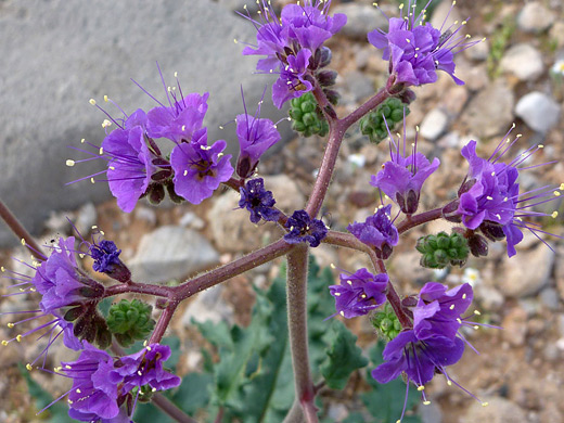 Notch-leaved Phacelia; Branched flower stalk of phacelia crenulata (notch leaved phacelia), near Little Finland, Lake Mead