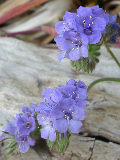 Wild Heliotrope; Two flower clusters - phacelia distans in Tubb Canyon, Anza Borrego Desert State Park, California