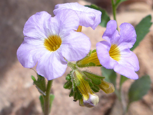 Fremont's Phacelia; Flowers and buds of phacelia fremontii, along the Chinle Trail in Zion National Park, Utah