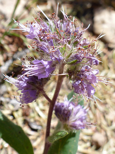 Silver-Leaved Phacelia; Purple flowers of phacelia hastata - Notch Mountain Trail, Uinta Mountains, Utah