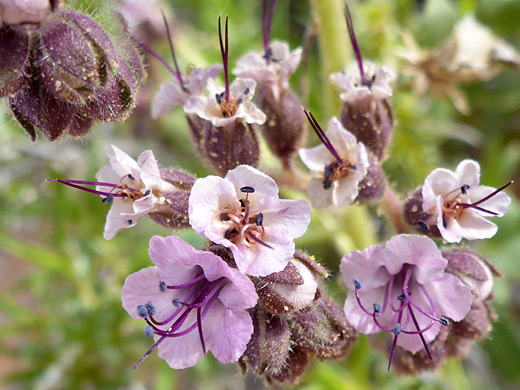 Gypsum Scorpionweed; Pink-purple flowers with exserted stamens; phacelia integrifolia, Water Pockets, Vermilion Cliffs National Monument, Arizona