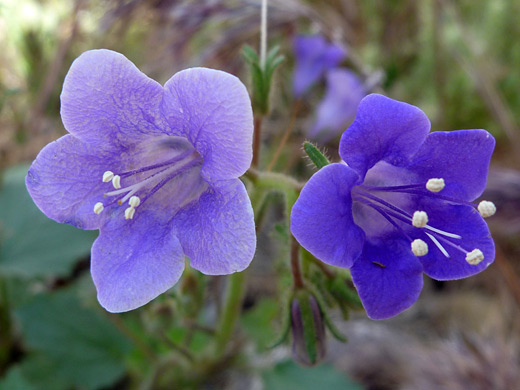 Wild Canterbury Bells; Two blue flowers of phacelia minor, in Tubb Canyon, Anza Borrego Desert State Park, California