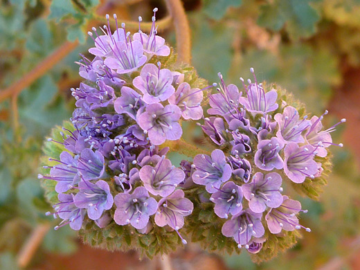 Pedicellate Phacelia; Purple flowers with long stamens; phacelia pedicellata (pedicellate phacelia), along Fire Canyon, Valley of Fire State Park