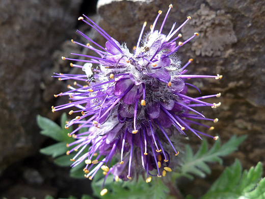 Purple Fringe; Purple fringe (phacelia sericea), along the Sneffels Highline Trail in the San Juan Mountains, Colorado