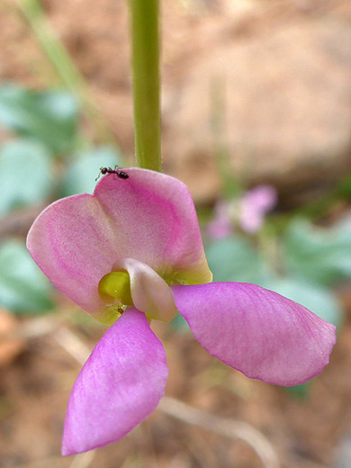 Tepary Bean; Phaseolus acutifolius, along the Woods Canyon Trail, Sedona, Arizona