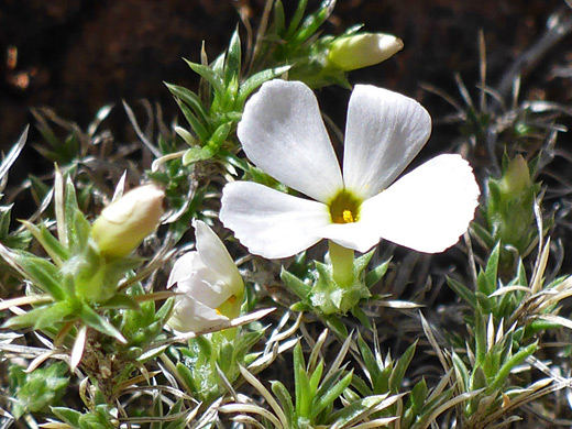 Spiny Phlox; White flower of phlox hoodii, Rock Creek, Canyons of the Ancients National Monument, Colorado