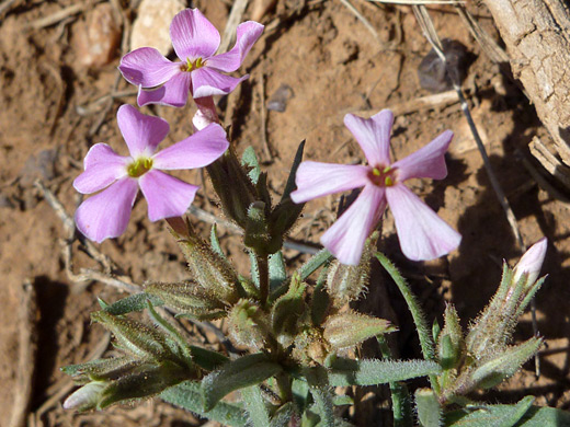 Long Leaved Phlox; Pink flowers of phlox longifolia, Grand Canyon National Park