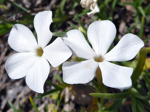 Rocky Mountain Phlox; Two white flowers of phlox multiflora along the Sepulcher Mountain Trail, Yellowstone National Park, Wyoming